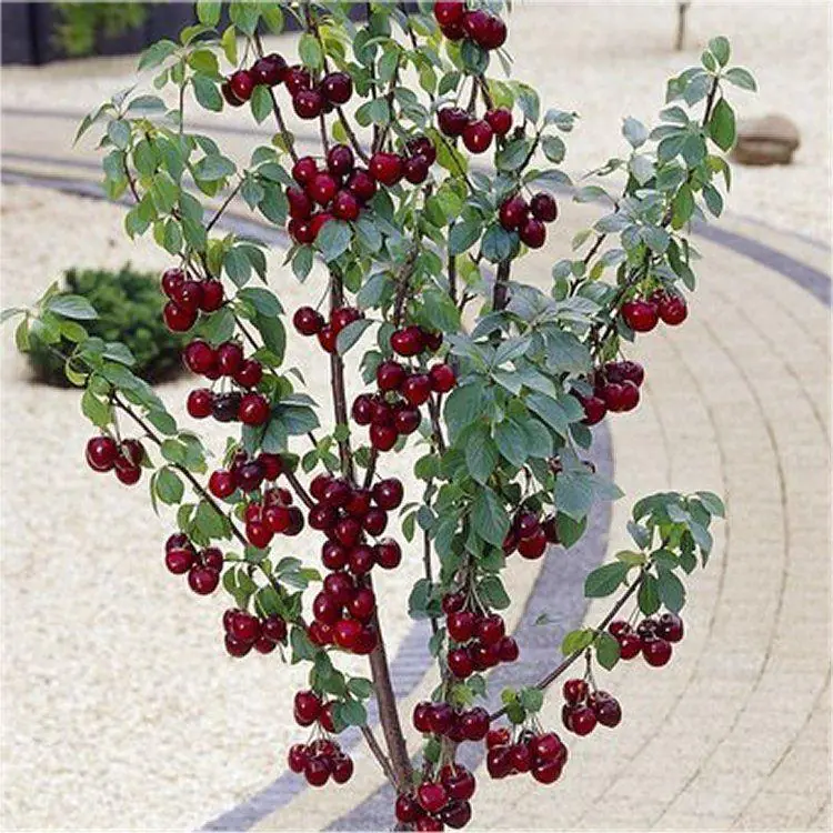 Cherry Tree - Stella Compact Black Cherry (Gisela 5) - 150-170cm Tall