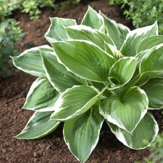 Hosta 'Francee'