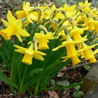 Tete a Tete Dwarf Daffodils - Potted Bulbs
