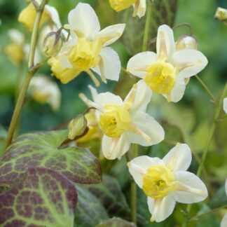 Epimedium x Versicolor 'Sulphureum'