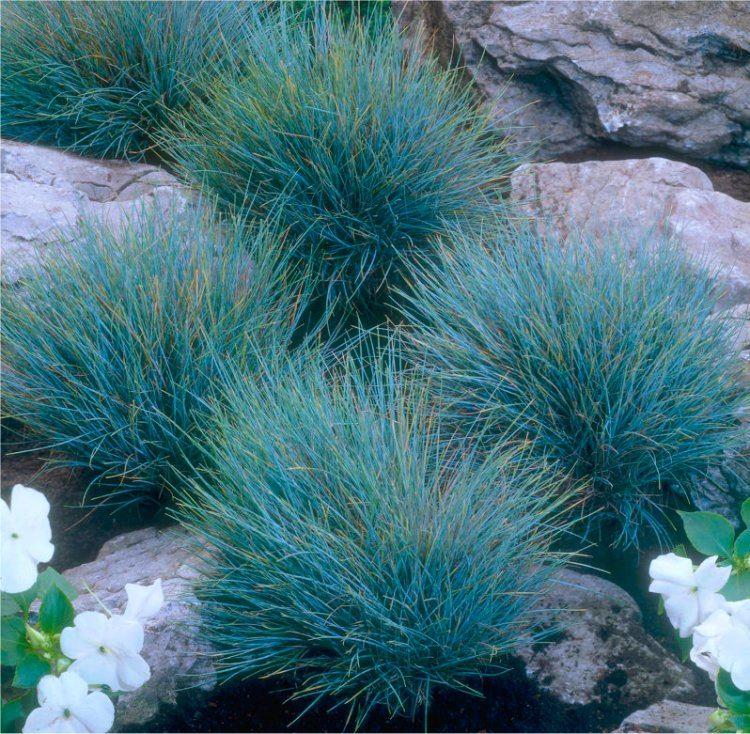 Festuca Glauca Elijah Blue - Fescue - Pack of Three