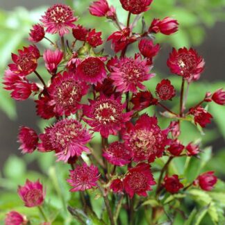 Astrantia Major 'Claret' - Masterwort