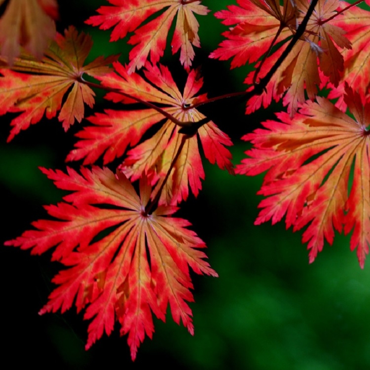 Acer Japonicum Aconitifolium - Full Moon Maple - Large