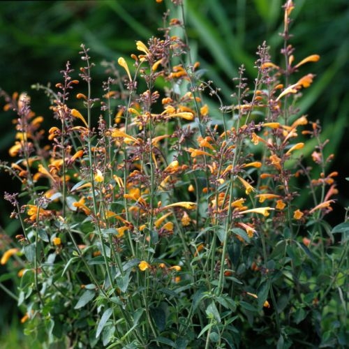 Agastache Aurantiaca Navajo Sunset - in Bud & Bloom