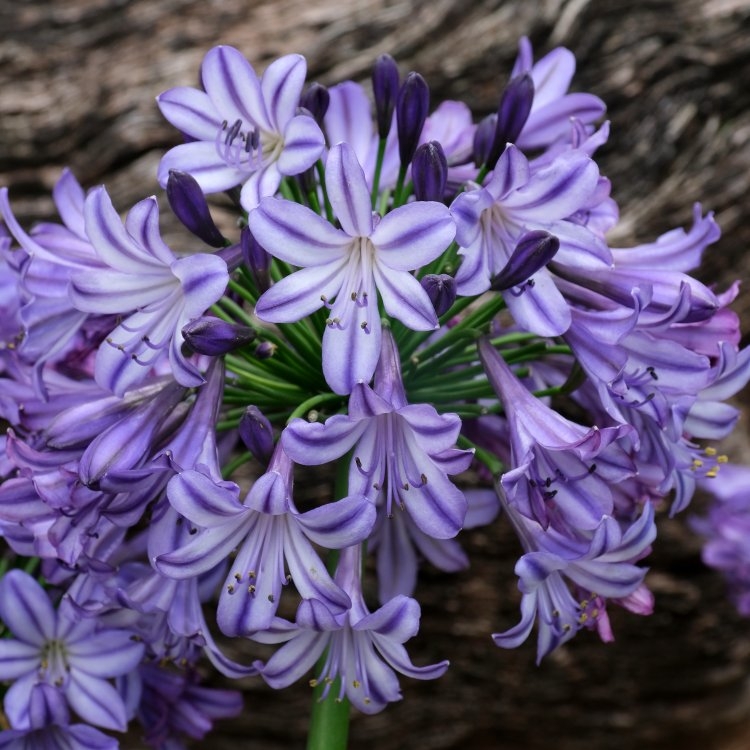 Agapanthus Poppin Star - Lily of The Nile Plants - XL Plants