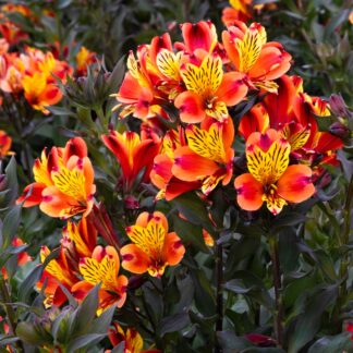 Alstroemeria Indian Summer - XL Hardy Peruvian Lily - in Bud & Bloom