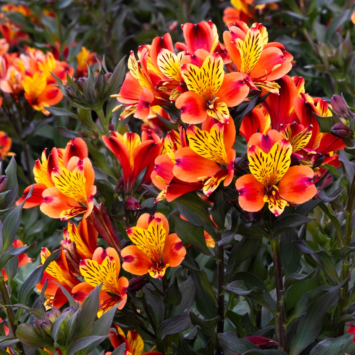 Alstroemeria Indian Summer - XL Hardy Peruvian Lily - in Bud & Bloom