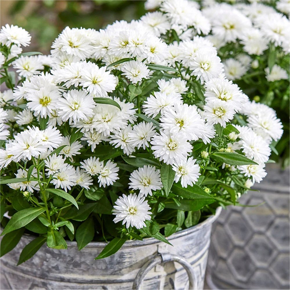 Aster Novi-Belgii Showmakers ‘arctic White’ – Michaelmas Daisy - Pack of Four Plants - in Bud & Bloom