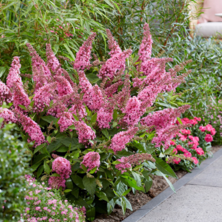 Buddleja Butterfly Candy Little Pink