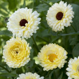 English Marigold - Calendula Officinalis 'Ivory Princess' - in Bud & Bloom