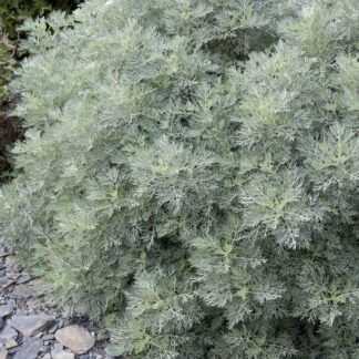 Artemisia Powis Castle - Wormwood