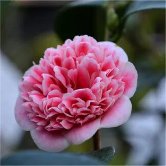 Camellia Japonica Volunteer - Exquisite Large Flowered Evergreen in Bud - Large Specimen