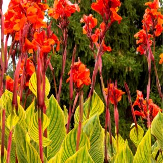 Canna Pretoria - Amazing Multicolour Foliage Bengal Tiger Canna Plant