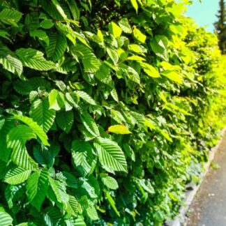 Carpinus Betulus - Hornbeam - Pot Grown Circa 80-100cm Tall