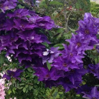 Clematis