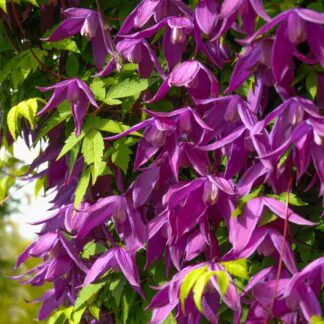 Clematis Alpina Tage Lundell - Spring Flowering Clematis
