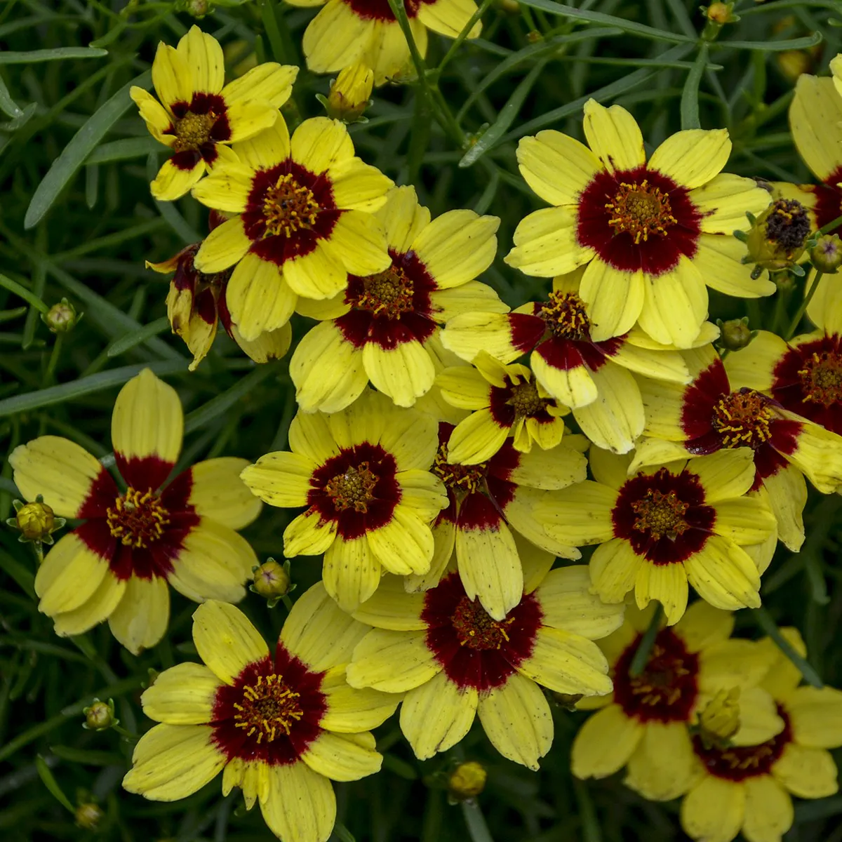 Coreopsis Verticillata Sizzle & Spice 'Sassy Saffron'