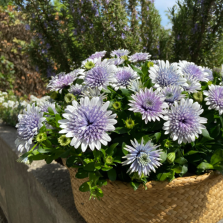 Osteospermum Double Blue Steel - 3d Steel Blue - in Bud & Bloom