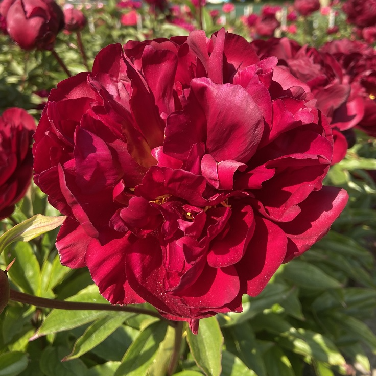 Paeonia Lactiflora Chippewa - Peony - in Bud & Bloom