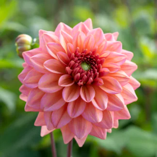 Giant Flowered Dahlia - Salmon Runner - in Bud & Bloom