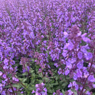Nepeta Faassennii Purrsian Blue - Cat Mint