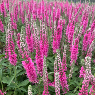 Veronica Spicata Anniversary Rose - Pink Damask Speedwell