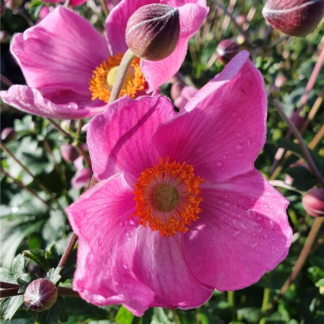 Anemone Fantasy 'Jasmine' - Japanese Anemone - in Bud & Bloom