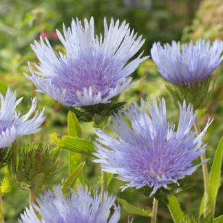 Stokesia Laevis 'Blue Star'