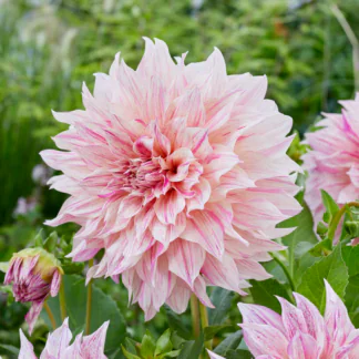 Giant Flowered Dahlia - Cafe Au Lait Twist - in Bud & Bloom
