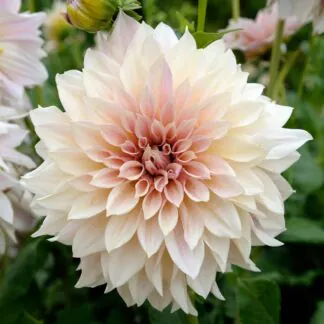 Giant Flowered Dahlia - Cafe Au Lait - in Bud & Bloom