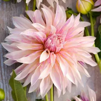 Giant Flowered Dahlia - Cafe De Paris - in Bud & Bloom