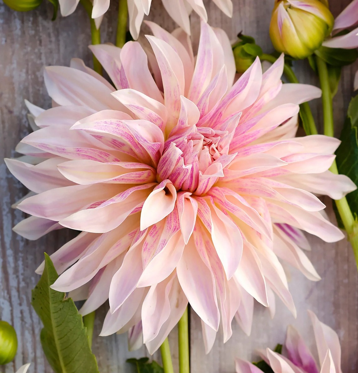 Giant Flowered Dahlia - Cafe De Paris - in Bud & Bloom