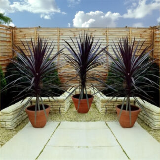Cordyline Red Star - Stunning Red Star Torbay Palms - Pack of Three Plants