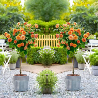 Pair of Patio Standard Orange Rose Trees Circa 100cm Tall - in Bud & Bloom