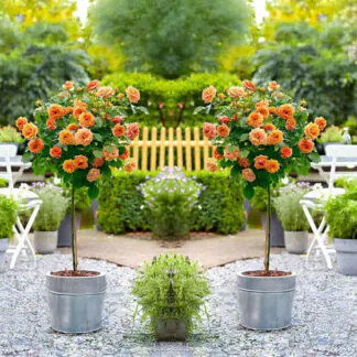 Pair of Patio Standard Orange Rose Trees Circa 100cm Tall - in Bud & Bloom
