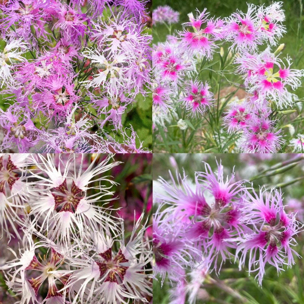 Dianthus Hybrida Rainbow Loveliness
