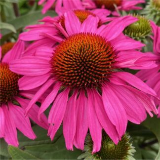 Echinacea Sun Seekers Pink - Cone Flower - in Bud & Bloom