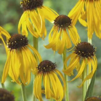 Echinacea Paradoxa