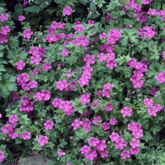 Geranium × Riversleaianum 'Russell Prichard'