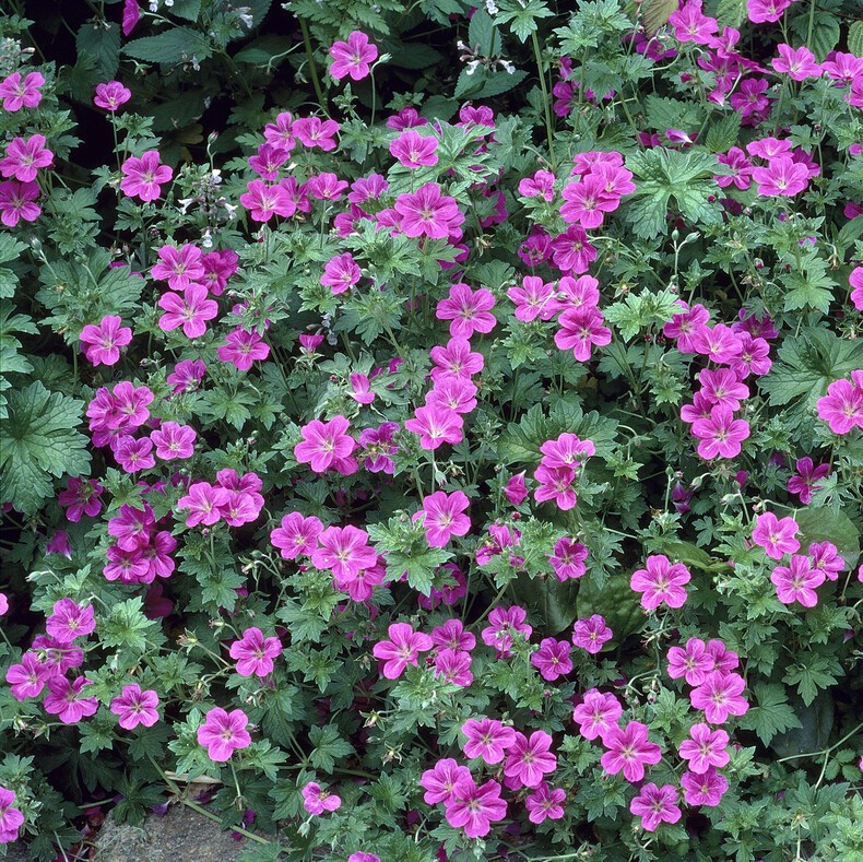 Geranium × Riversleaianum 'Russell Prichard'