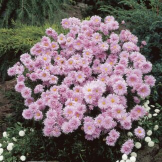 Aster Novi-Belgii 'Chatterbox' - Michaelmas Daisy