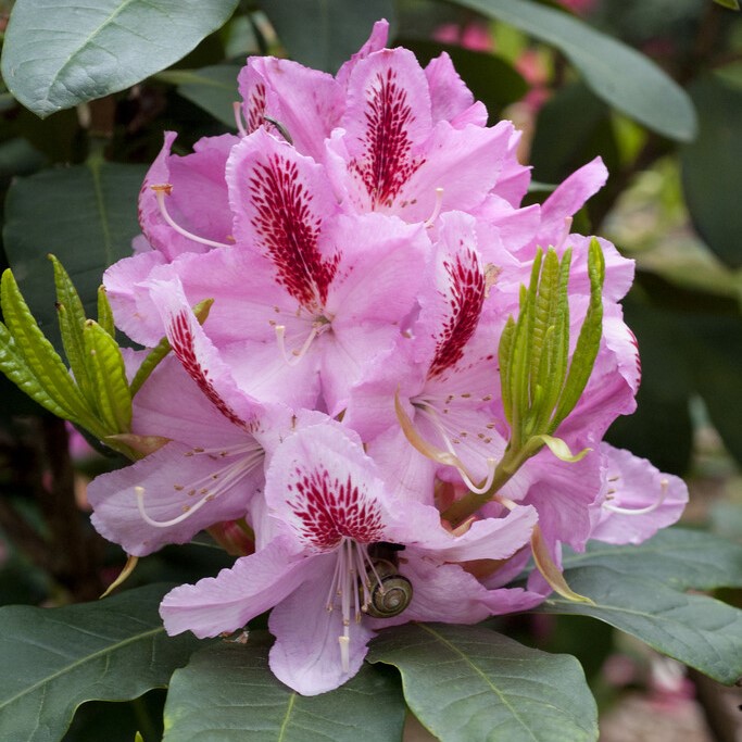 Rhododendron 'Furnivall's Daughter'