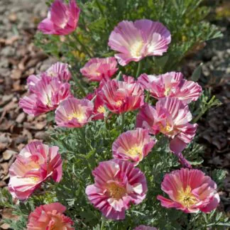 Eschscholzia Californica Thai Silk Rose Chiffon - California Poppy - in Bud & Bloom