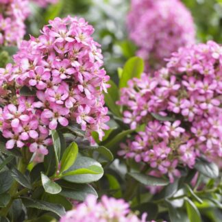 Escallonia Laevis 'Pink Elle' - Large