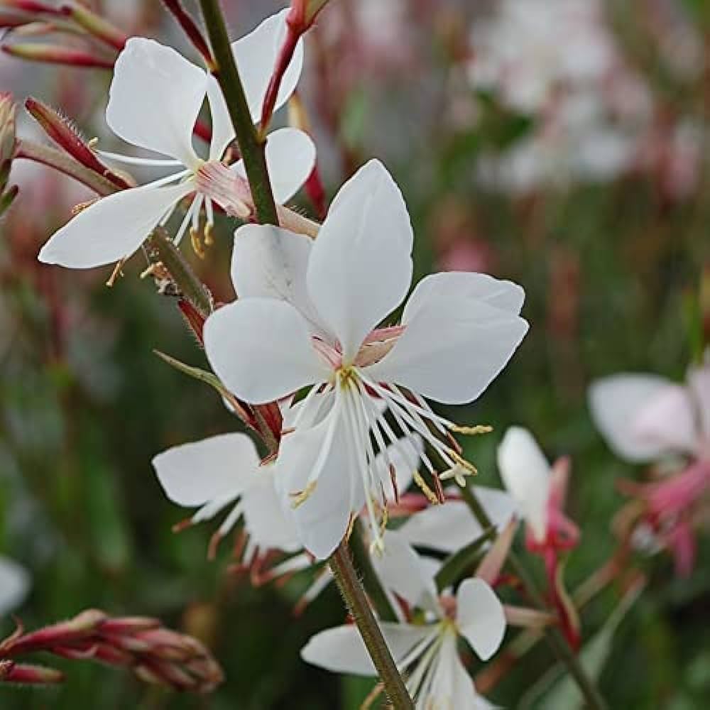 Gaura Lindheimeri Sparkle White