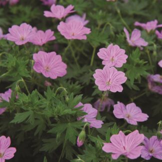 Geranium 'Blushing Turtle'