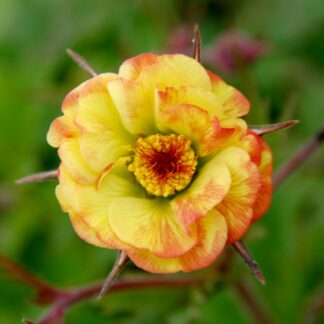 Geum Cocktail Tequila Sunrise
