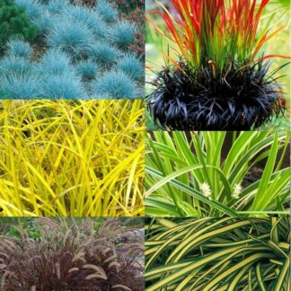Gorgeous Grasses - Pack of Ten Amazing Ornamental Grasses