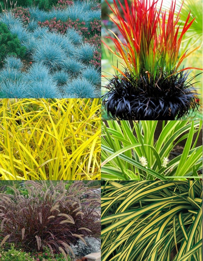 Gorgeous Grasses - Pack of Ten Amazing Ornamental Grasses