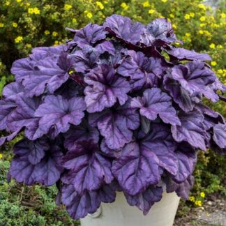 Heuchera Wild Berry